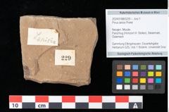 Foto (Objekt + Etikett) von Pinus laricio Poiret (NHMW-GEO-2024-0188-0229)